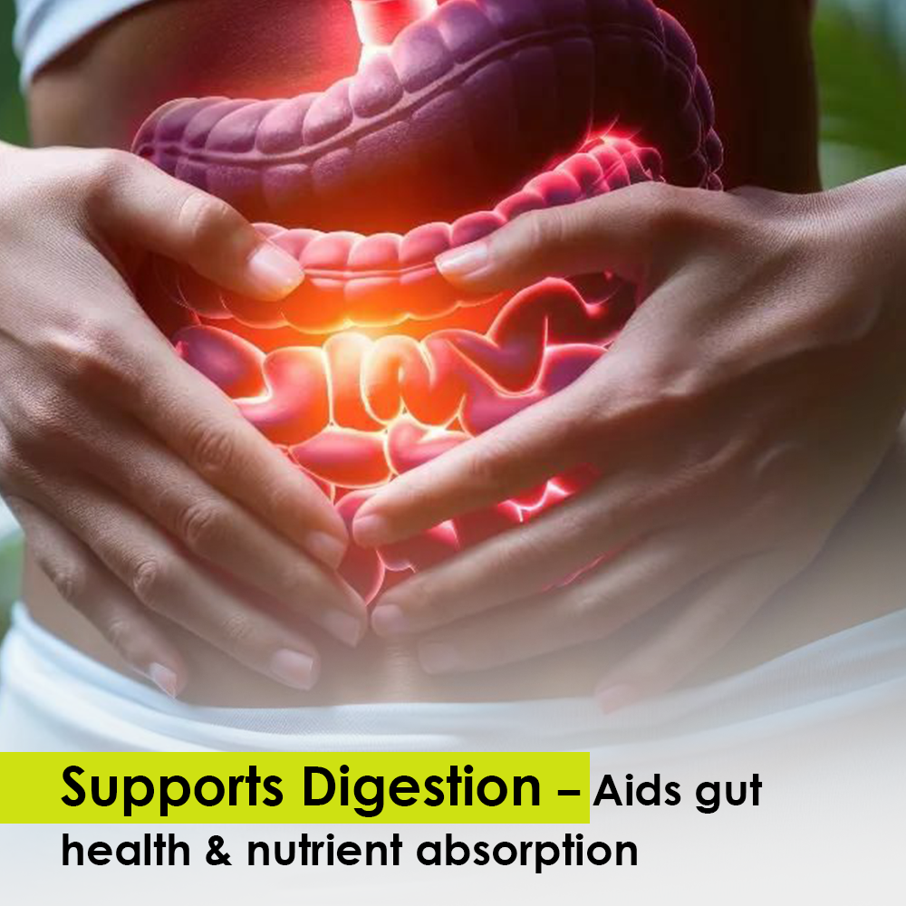 Infographic featuring a close-up of a person's midsection with a glowing illustration of the digestive system, accompanied by text highlighting support for digestion, gut health, and nutrient absorption.