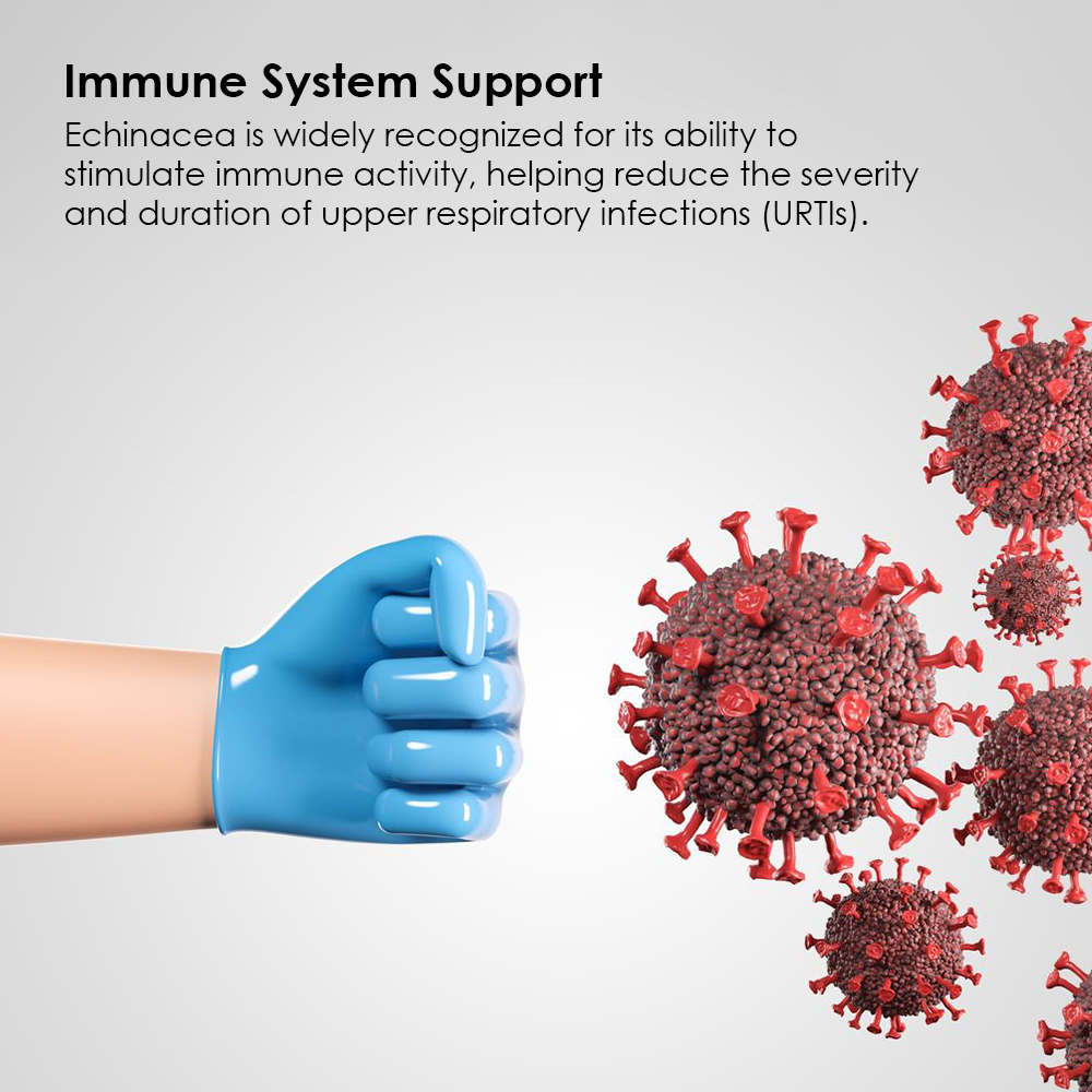 A 3D illustration of a blue gloved fist punching away red virus particles, with text explaining how Echinacea stimulates immune activity to reduce the severity of upper respiratory infections.