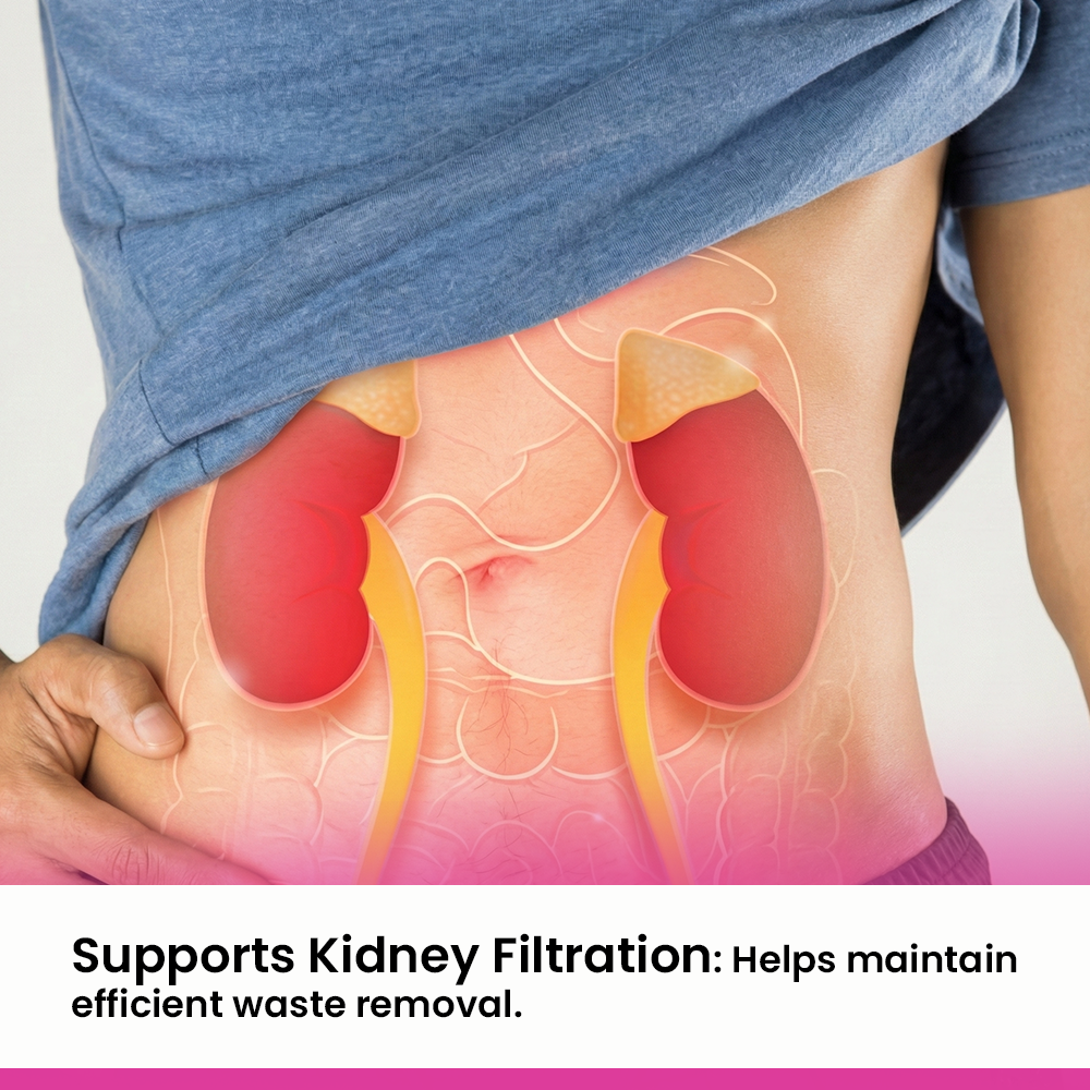Infographic for a kidney health supplement featuring an anatomical illustration of kidneys on a person's torso, with text emphasizing its role in supporting kidney filtration and efficient waste removal.