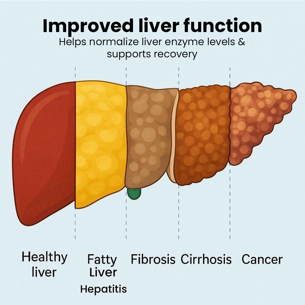 Infographic illustrating the progression of liver health from a Healthy liver through Fatty Liver/Hepatitis, Fibrosis, and Cirrhosis, to Cancer. The text states that the product helps normalize enzyme levels and supports recovery.